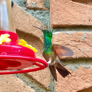 Disfruta del colorido de los colibríes cerca del Hotel Jade Cerocahui en Chihuahua